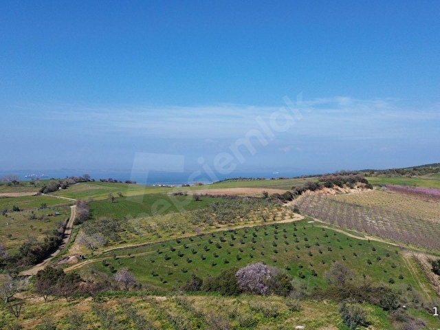 ÇANAKKALE LAPSEKİ ÇARDAK’TA SATILIK TARLA - Görsel 8