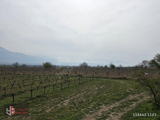 HONAZ KOCABAŞ TOPLAM 22830m2 EKİLİ ÜZÜM BAĞI 8 DÖNÜMÜ HAZİNE - Görsel 2