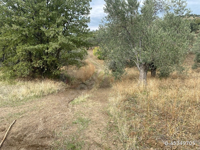 SAHİBİNDEN KÖY İÇİ HAVRAN SARNIÇ 3225M2 ZEYTİNLİK - Görsel 6