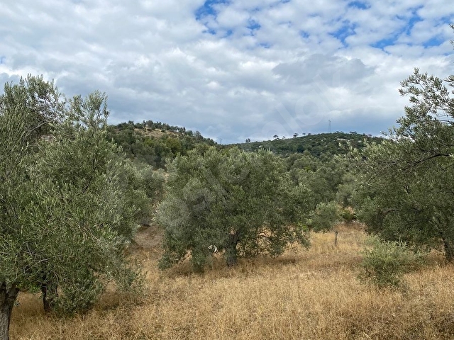 SAHİBİNDEN KÖY İÇİ HAVRAN SARNIÇ 3225M2 ZEYTİNLİK - Görsel 7
