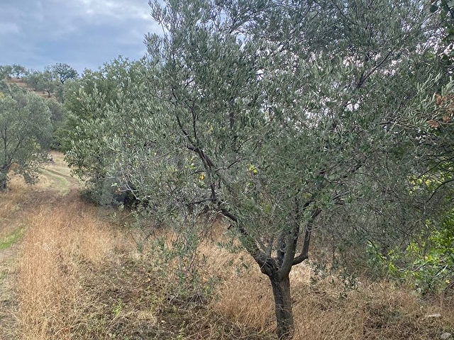 SAHİBİNDEN KÖY İÇİ HAVRAN SARNIÇ 3225M2 ZEYTİNLİK - Görsel 15