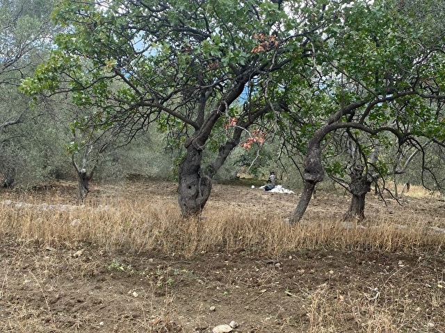 SAHİBİNDEN KÖY İÇİ HAVRAN SARNIÇ 3225M2 ZEYTİNLİK - Görsel 21