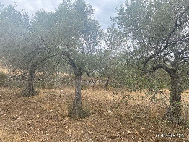 SAHİBİNDEN KÖY İÇİ HAVRAN SARNIÇ 3225M2 ZEYTİNLİK - Görsel 25