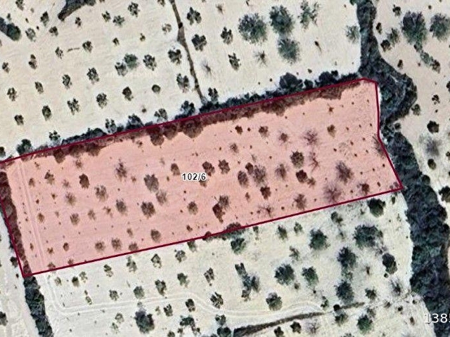 MORCALI’DA SATILIK VERİMLİ ZEYTİN VE FISTIK ARAZİSİ – 6.065 m² | TEK TAPU – TEK PARSEL