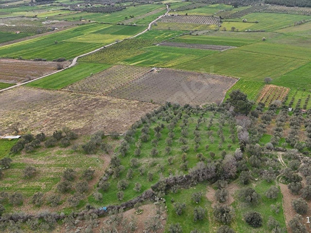 BERGAMA ÇİTKÖYDE 3.934 M2 SATILIK ZEYTİNLİK - Görsel 5
