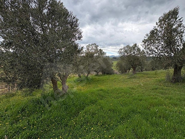 BERGAMA ÇİTKÖYDE 3.934 M2 SATILIK ZEYTİNLİK - Görsel 16