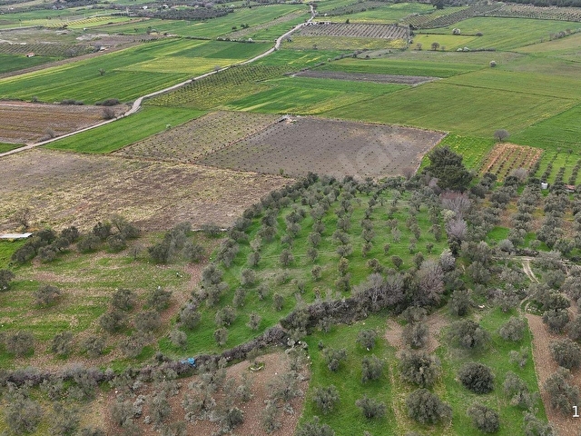 BERGAMA ÇİTKÖYDE 3.934 M2 SATILIK ZEYTİNLİK - Görsel 4