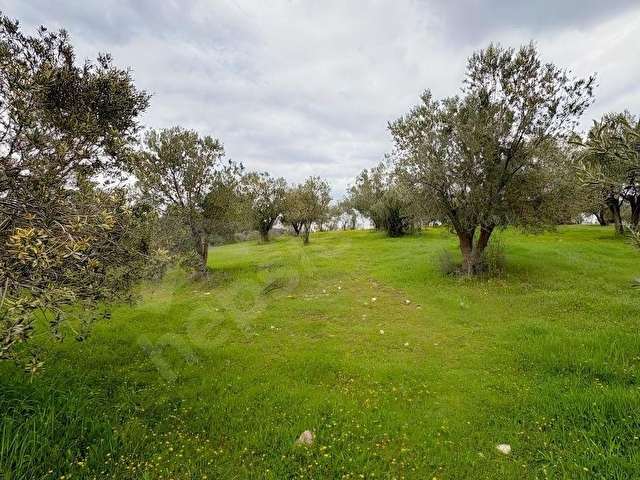 BERGAMA ÇİTKÖYDE 3.934 M2 SATILIK ZEYTİNLİK - Görsel 20