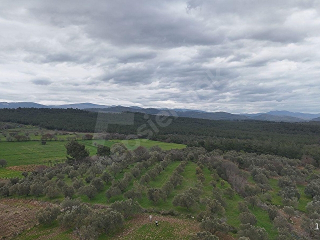 BERGAMA ÇİTKÖYDE 3.934 M2 SATILIK ZEYTİNLİK - Görsel 13