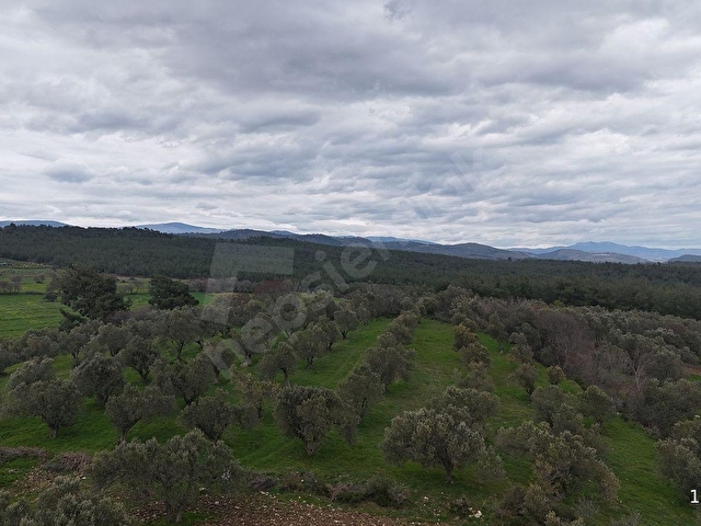 BERGAMA ÇİTKÖYDE 3.934 M2 SATILIK ZEYTİNLİK - Görsel 12