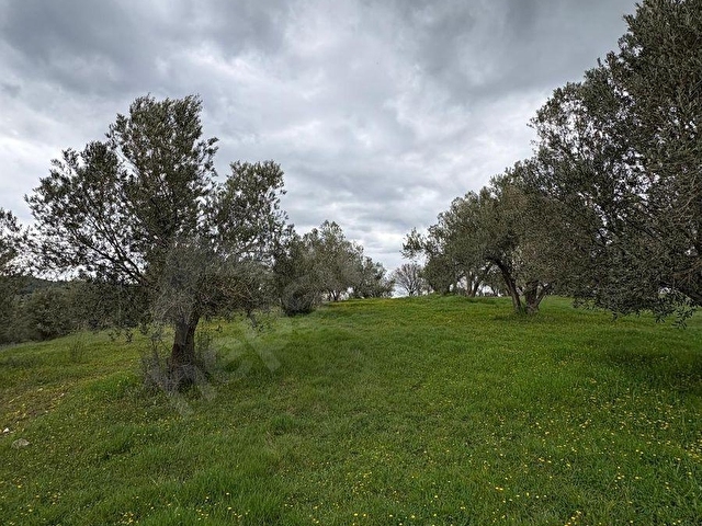 BERGAMA ÇİTKÖYDE 3.934 M2 SATILIK ZEYTİNLİK - Görsel 17