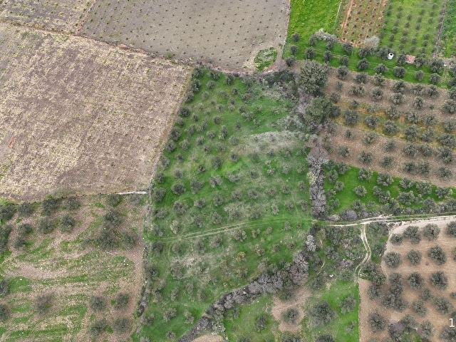 BERGAMA ÇİTKÖYDE 3.934 M2 SATILIK ZEYTİNLİK - Görsel 2