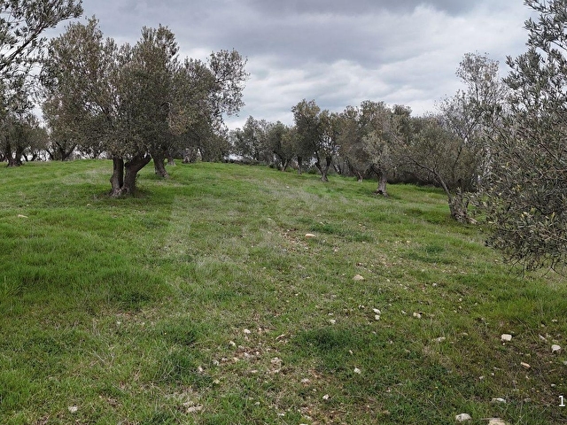 BERGAMA ÇİTKÖYDE 3.934 M2 SATILIK ZEYTİNLİK - Görsel 28