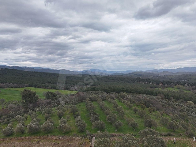 BERGAMA ÇİTKÖYDE 3.934 M2 SATILIK ZEYTİNLİK - Görsel 9