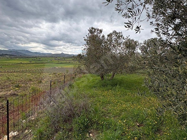 BERGAMA ÇİTKÖYDE 3.934 M2 SATILIK ZEYTİNLİK - Görsel 18