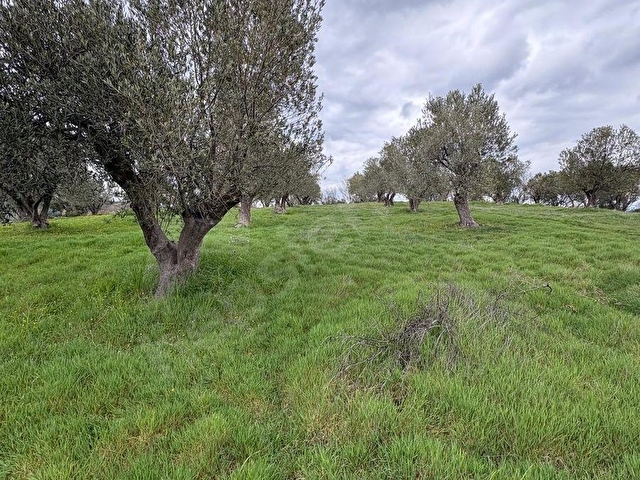 BERGAMA ÇİTKÖYDE 3.934 M2 SATILIK ZEYTİNLİK - Görsel 15
