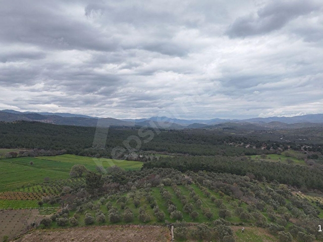 BERGAMA ÇİTKÖYDE 3.934 M2 SATILIK ZEYTİNLİK - Görsel 10