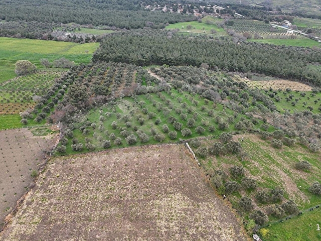 BERGAMA ÇİTKÖYDE 3.934 M2 SATILIK ZEYTİNLİK - Görsel 6