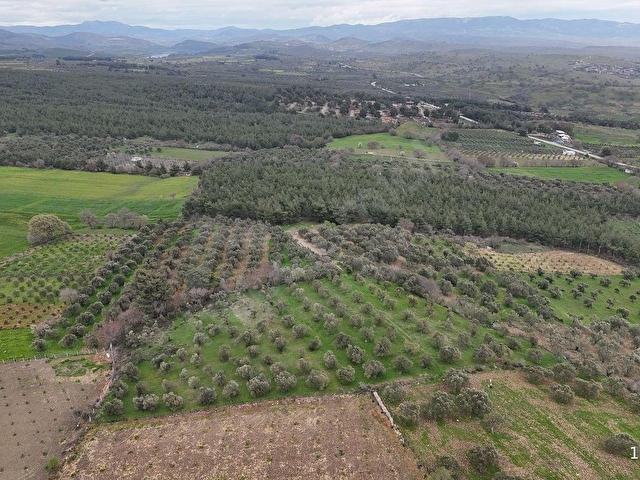 BERGAMA ÇİTKÖYDE 3.934 M2 SATILIK ZEYTİNLİK - Görsel 7