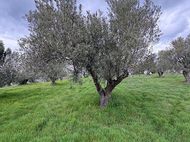 BERGAMA ÇİTKÖYDE 3.934 M2 SATILIK ZEYTİNLİK - Görsel 14