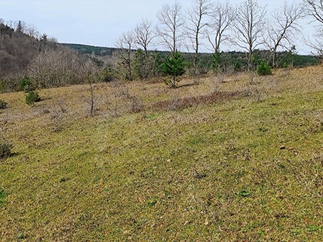 GEBZE MUDARLI KÖYÜ MÜSTAKİL PARSEL 10.174 M2 ORMAN MANZARALI - Görsel 4