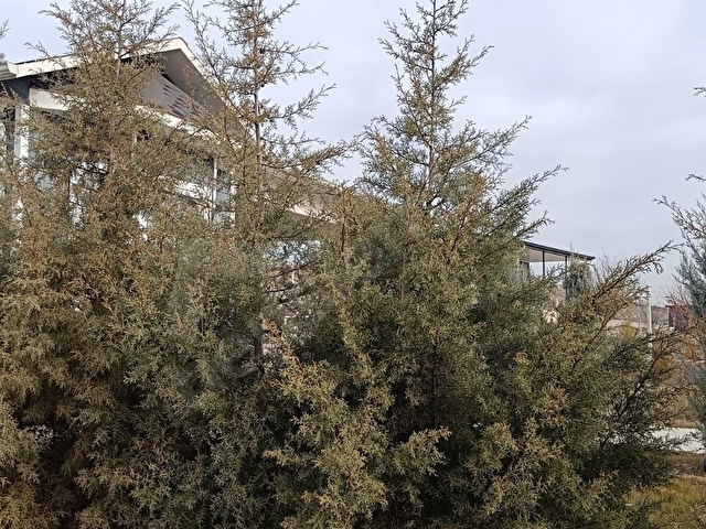 PUSULADAN K.KAZAN ORHANİYEDE ÜZERİNDE 3+1 EV OLAN 1000M2 BAHÇE - Görsel 30