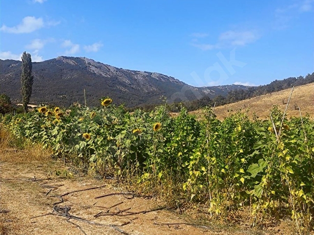 BİLECİK OSMANELİ BOYUNKAYA MAHALLESİ CADDE ÜZERİ 3.500m2 SATILIK - Görsel 6