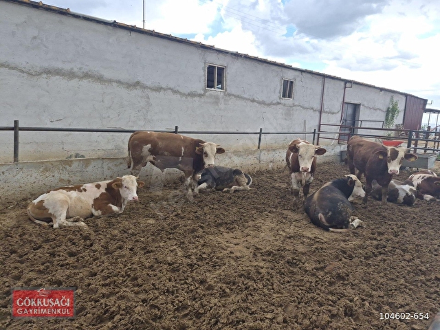 SİRKELİ DE 210 BAŞLIK AHIR 5 ADET İMARLI ARSA 2 ADET EV - Görsel 21