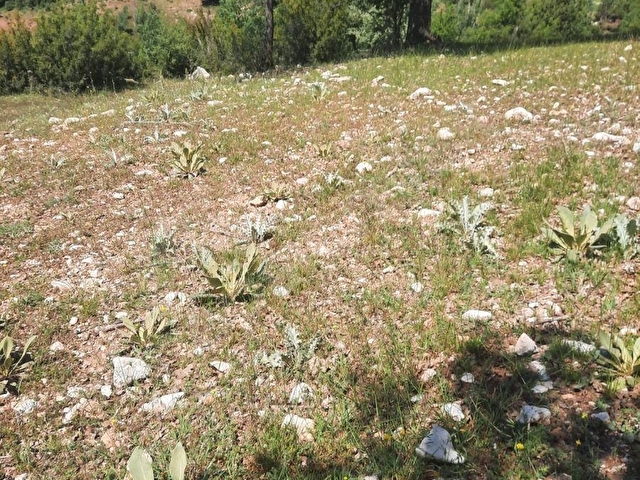 SEYDİKEMER YAYLA PATLANGIÇ 900 M2 ARAZİ - Görsel 5