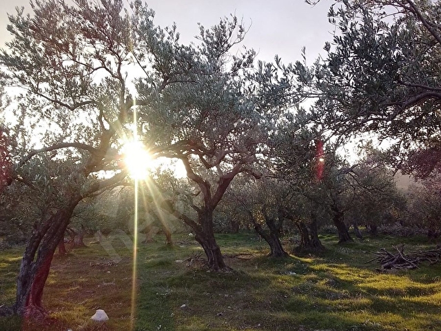 Soma Akçaavlu Satılık
