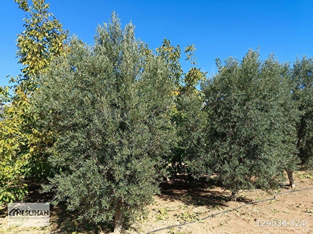 TAVAS/ÇALIKÖYDE 4,341 M2 CEVİZ BAHÇESİ VE EVİ SATILIKTIR - Görsel 4