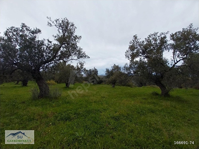Su Gayrimenkulden Fethiye Mh. Deniz manzaralı SATILIK Zeytinlik - Görsel 2