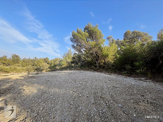 Manisa şehzadeler kale mah 7750 m2 KARIŞIK ZEYTİNLİK - Görsel 13