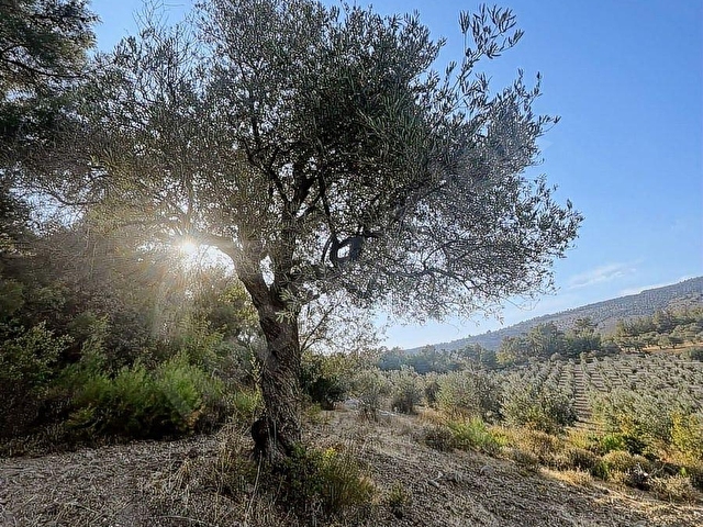 Manisa şehzadeler kale mah 7750 m2 KARIŞIK ZEYTİNLİK - Görsel 12
