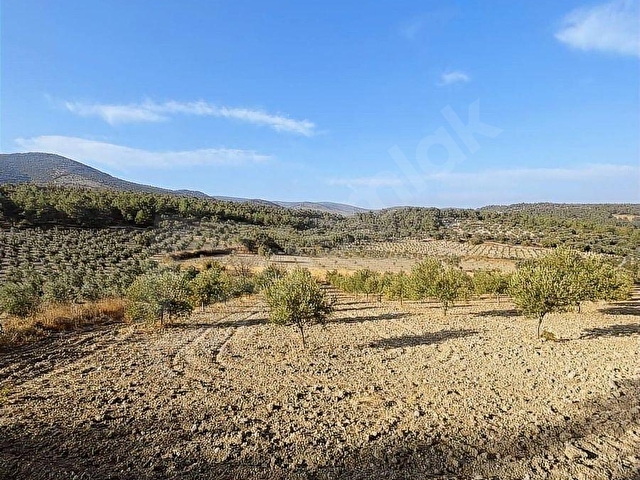 Manisa şehzadeler kale mah 7750 m2 KARIŞIK ZEYTİNLİK - Görsel 15