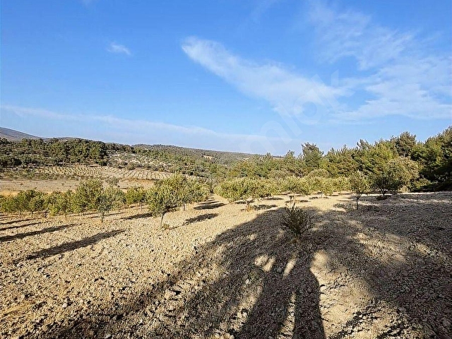 Manisa şehzadeler kale mah 7750 m2 KARIŞIK ZEYTİNLİK - Görsel 16