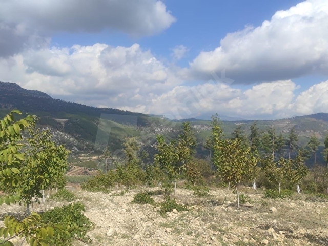 mersin Tarsus  kör menlik mahallesi satılık bahçe - Görsel 3