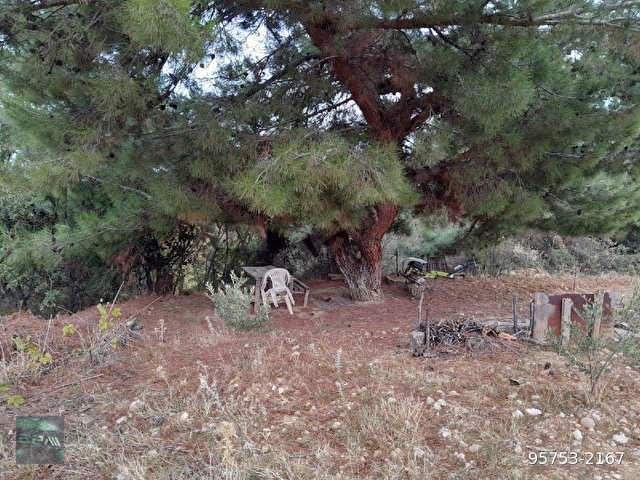 Manisa Yunusemre Turgutalp Satılık Bağ Bahçe 1200 m2