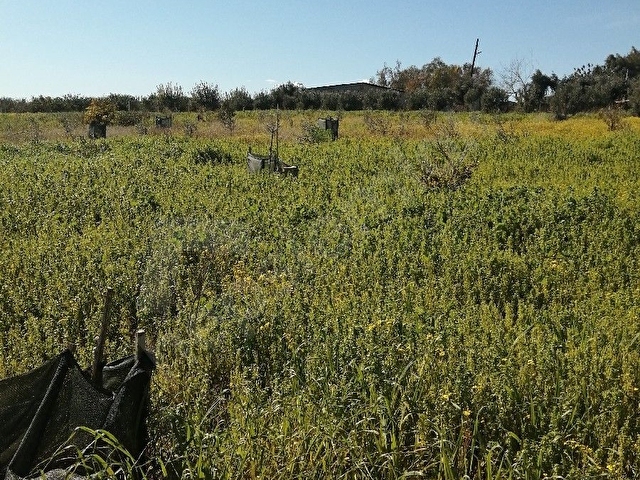 Adana Karataş Bebeli Tarım Organize Sanayi Bölgesinin Bitişiğinde Hobi Bahçesi ve Yatırımlık Arsa - Görsel 3
