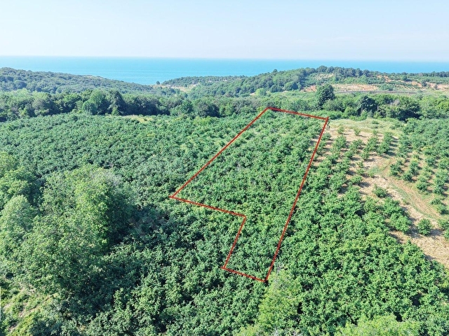 BOLLUDA PLAJLARA YAKIN KONUMDA 1704 M2 YETİŞKİN FINDIK BAHÇESİ - Görsel 16