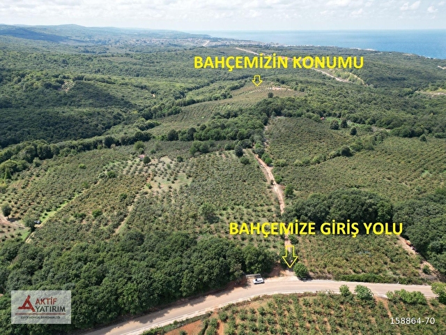 BOLLUDA PLAJLARA YAKIN KONUMDA 1704 M2 YETİŞKİN FINDIK BAHÇESİ