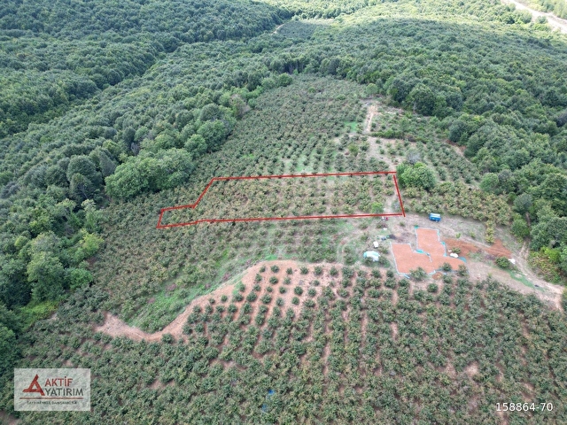 BOLLUDA PLAJLARA YAKIN KONUMDA 1704 M2 YETİŞKİN FINDIK BAHÇESİ - Görsel 25