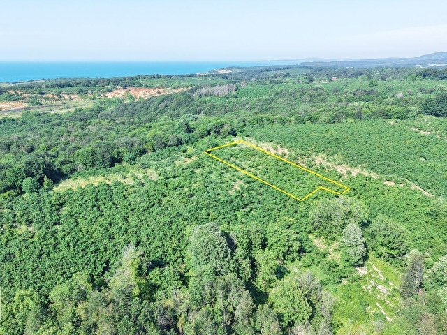 BOLLUDA PLAJLARA YAKIN KONUMDA 1704 M2 YETİŞKİN FINDIK BAHÇESİ - Görsel 12