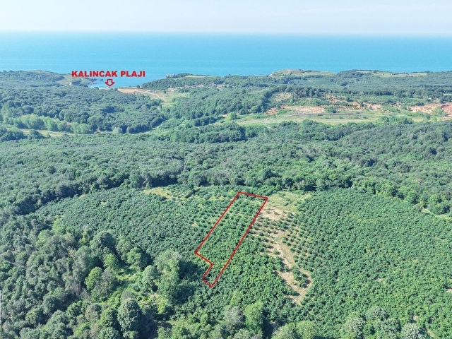 BOLLUDA PLAJLARA YAKIN KONUMDA 1704 M2 YETİŞKİN FINDIK BAHÇESİ - Görsel 28