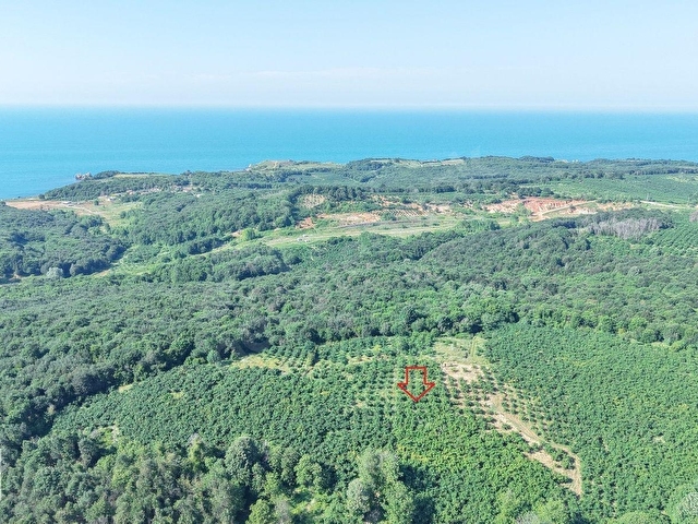 BOLLUDA PLAJLARA YAKIN KONUMDA 1704 M2 YETİŞKİN FINDIK BAHÇESİ - Görsel 4
