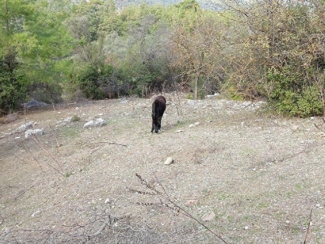 KUMLUCA ÇAYİÇİ MAHALLESİ BARAJA YAKIN SATILIK TARLA - Görsel 18