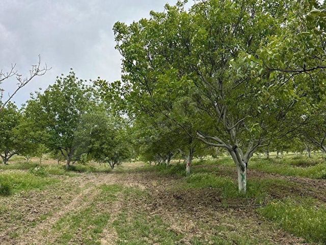 GOLDLOT YATIRIM | KIRŞEHİR KAMANDA SATILIK ÖDÜLLÜ CEVİZ BAHÇESİ - Görsel 28