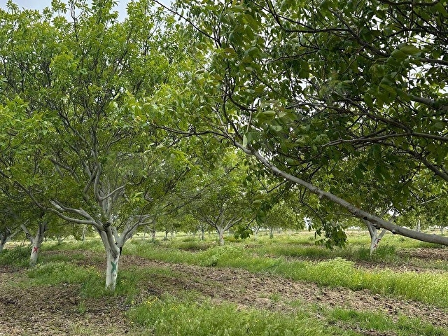 GOLDLOT YATIRIM | KIRŞEHİR KAMANDA SATILIK ÖDÜLLÜ CEVİZ BAHÇESİ - Görsel 30