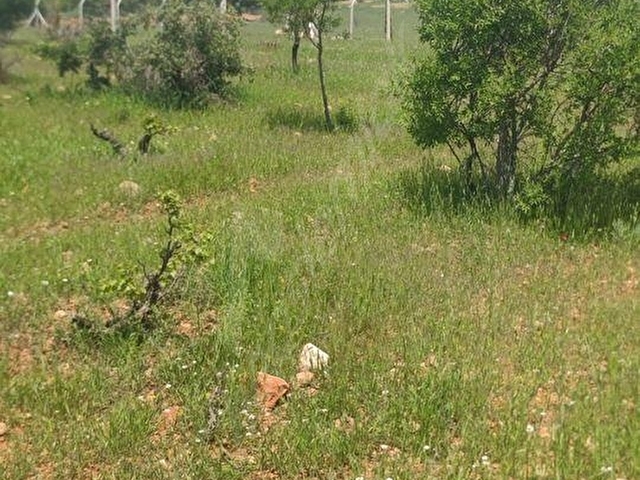 GÜLPINAR MEVKİNDE YOLA SIFIR (987M2) SATILIK TARLA - Görsel 5