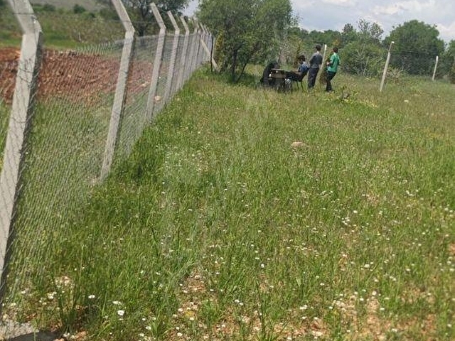 GÜLPINAR MEVKİNDE YOLA SIFIR (987M2) SATILIK TARLA - Görsel 3